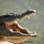 Cuanto miden los dientes de un cocodrilo?