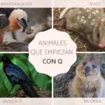 Cuales son los animales que empiezan por la letra Q?